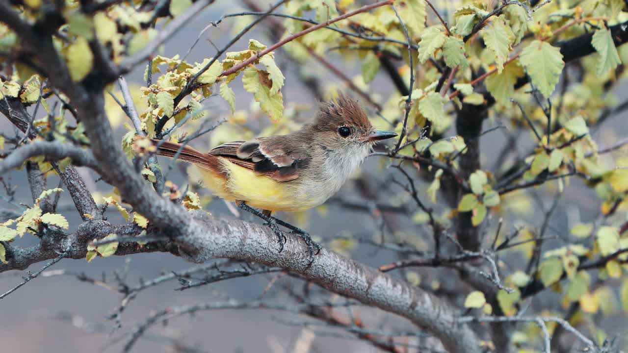 pequeño pájaro en las islas galápagos en la rama de un árbol