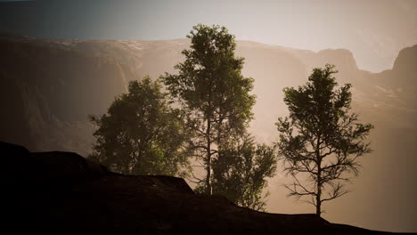 Pine-trees-and-Huangshan-mountains-in-China