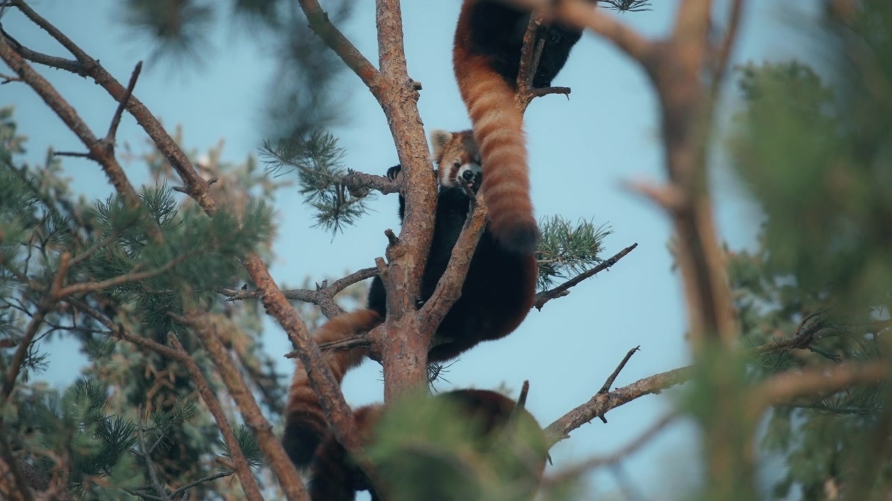 Gruppo di panda rossi che riposano su un pino nel bosco.