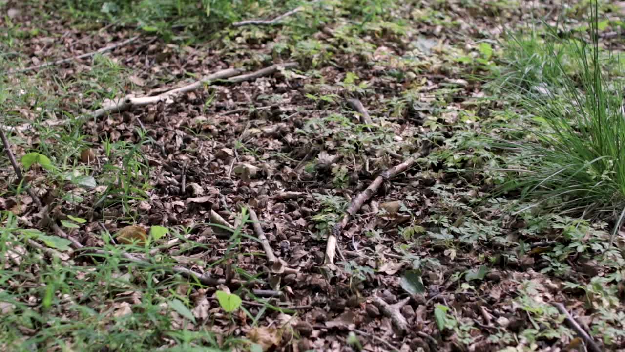 Persona felice che cammina davanti alla telecamera con un bastone da trekking sul sentiero del bosco