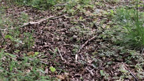 Happy-person-walking-past-the-camera-with-a-hiking-stick-on-the-forest-floor