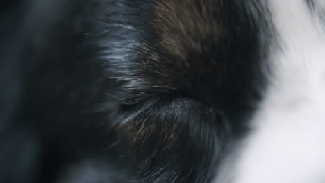 close up shot of a dreaming dog