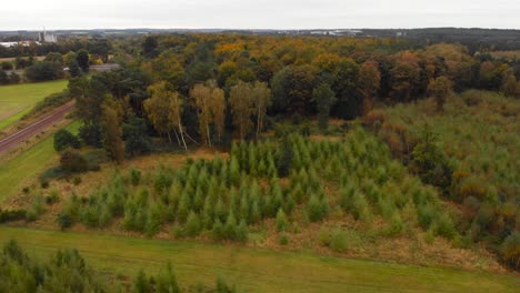 antena: otoño en un bosque arbolado en thetford, inglaterra - tiro volador de un dron paisajístico