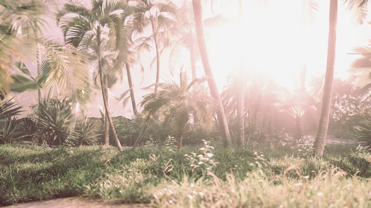 luz del sol en el bosque lluvioso