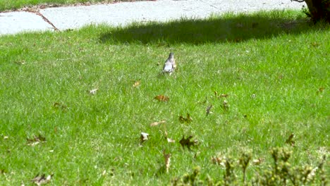 A-North-American-Robin-wandering-around-during-mating-season-in-the-spring