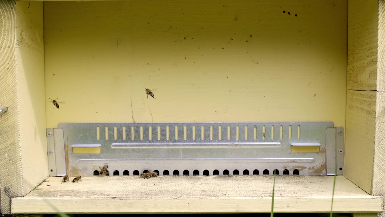 Close footage of bees moving in and out of tiny openings in their beehive.