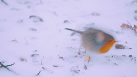 Read-Breast-European-Male-Robin-Sitting-on-Snow-and-Flies-Away,-Slow-Motion,-Close-Up