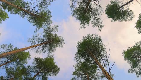 bottom view of pine trees swaying in a strong wind.