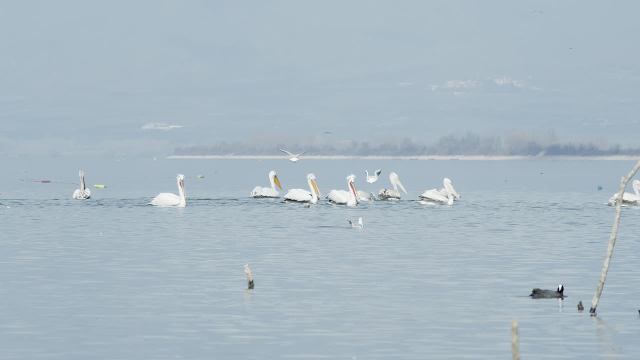 달마티아 펠리칸 (dalmatian pelicans) 은 그리스의 케르키니 호수에서 느린 속도로 헤엄친다.