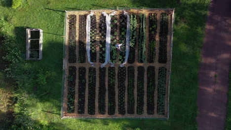 Watering-leafy-greens-on-fertile-raised-beds-of-vegetable-patch,-overhead-aerial