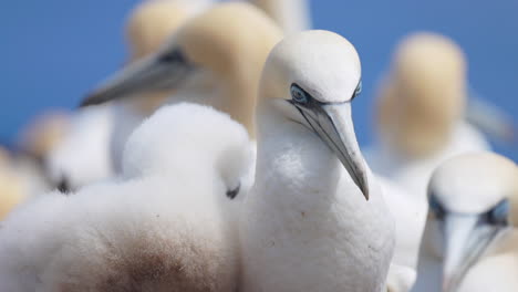 experience the enchanting world of northern gannet birds as they exhibit their natural behavior in stunning 4k slow motion