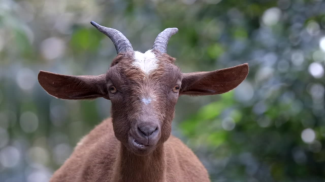 A goat staring curiously at the camera and stopping it's chewing then looking away - Close up