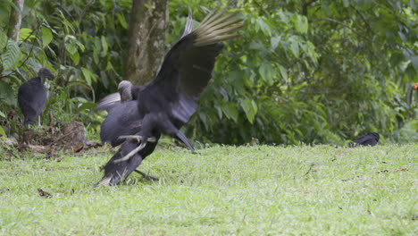 Buitres-Negros-Peleando-En-El-Suelo,-Cámara-Lenta