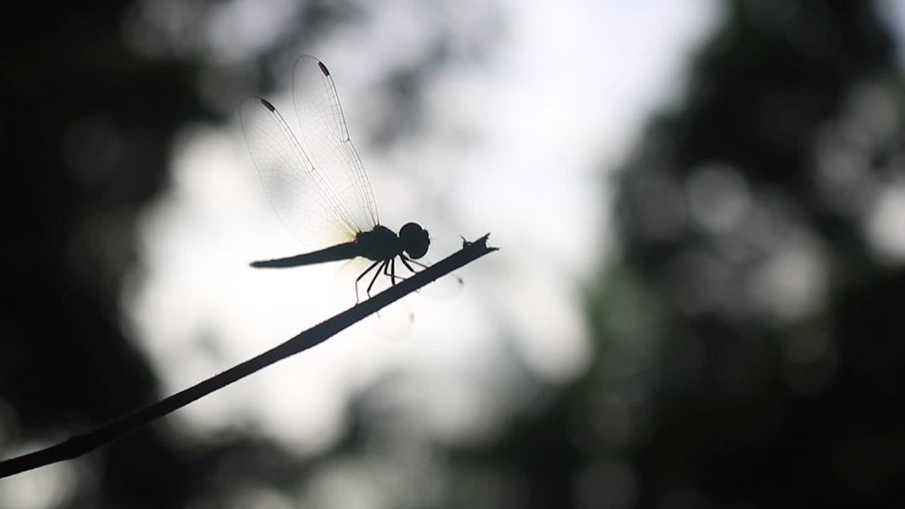 Dainty dragonfly flies off and lands on twig, backlit in forest