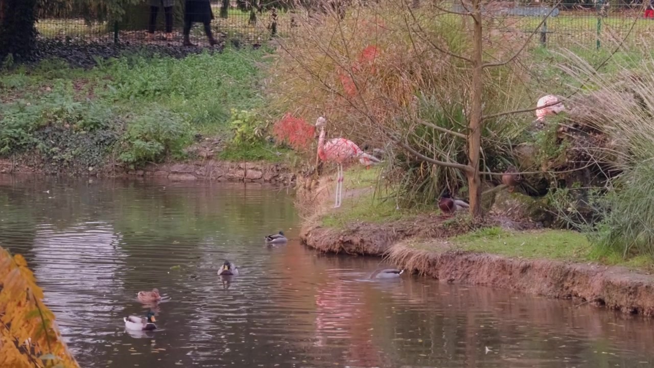 Chilenske flamingoer og ender ved en dam i Tours botaniske hage.