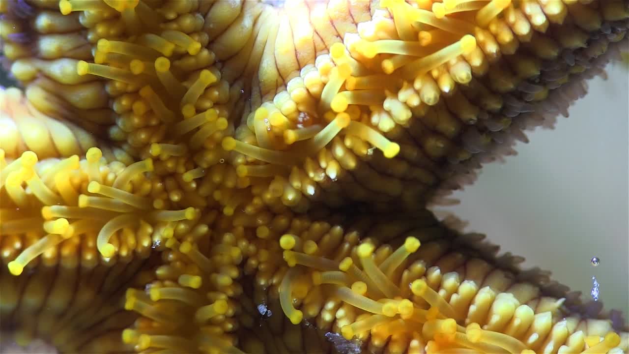 primer plano de la parte inferior de una estrella de mar arrastrándose