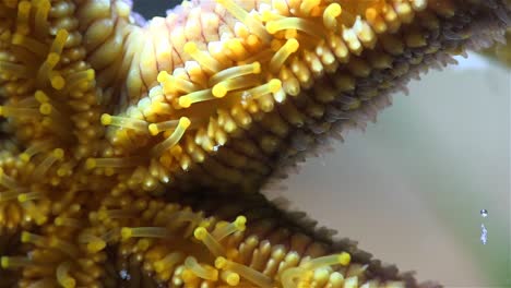 Close-up-of-the-underside-of-a-sea-star-crawling