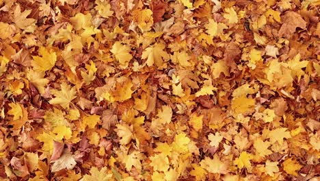 seamless loopable background from autumn leaves