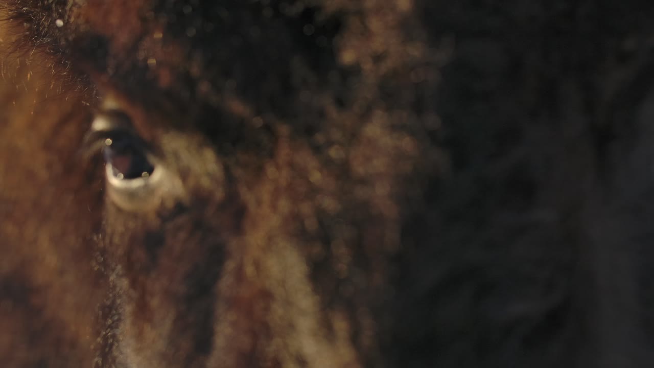 bisonte sobreviviendo al duro invierno en cámara súper lenta