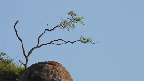el mono sube al árbol saltando de una rama a otra y sacudiéndolo, macaco comedor de cangrejos macaca fascicularis, tailandia