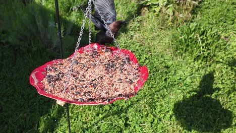 cardinal and blackbird fight on bird feeder