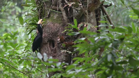 Zooming-out-of-an-Oriental-Pied-Hornbill-Anthracoceros-albirostris-that-is-clinging-on-the-side-of-a-huge-tree-inside-Khao-Yai-National-Park,-in-Nakhon-Ratchasima-province-in-Thailand