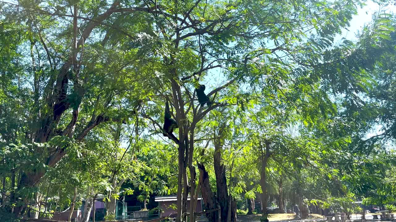 Gibbon swings through trees at Khao Kheow Zoo