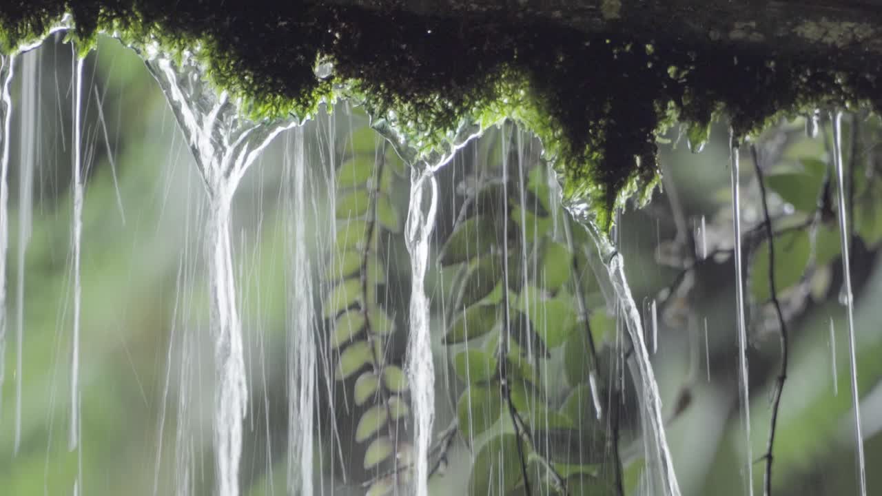 Water Dripping With Mosses At The Cloud Forest Garden By The Bay In Singapore Background With Tiny Leaves Of Plants During Daytime - Close Up Shot