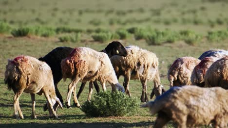 Herd-of-sheep-grazing-grass-on-beautiful-green-meadow