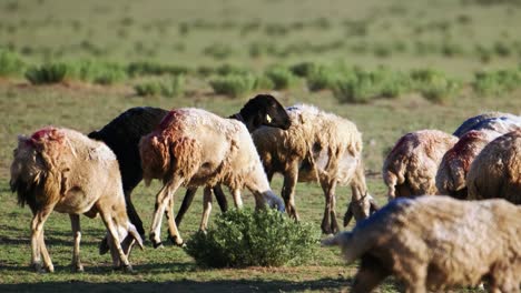 rebaño de ovejas pastando hierba en un hermoso prado verde
