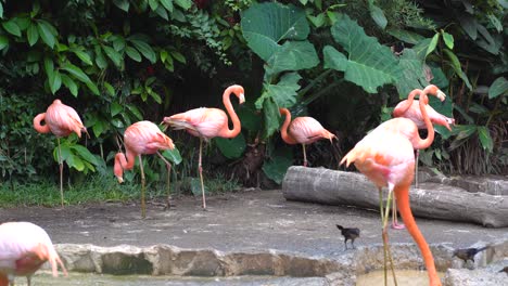 Flamingos-relaxing-in-nature.-Flamingos-scratching-themselves