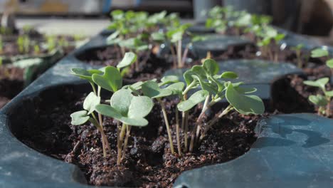 kale sprouting in trays outdoors close up