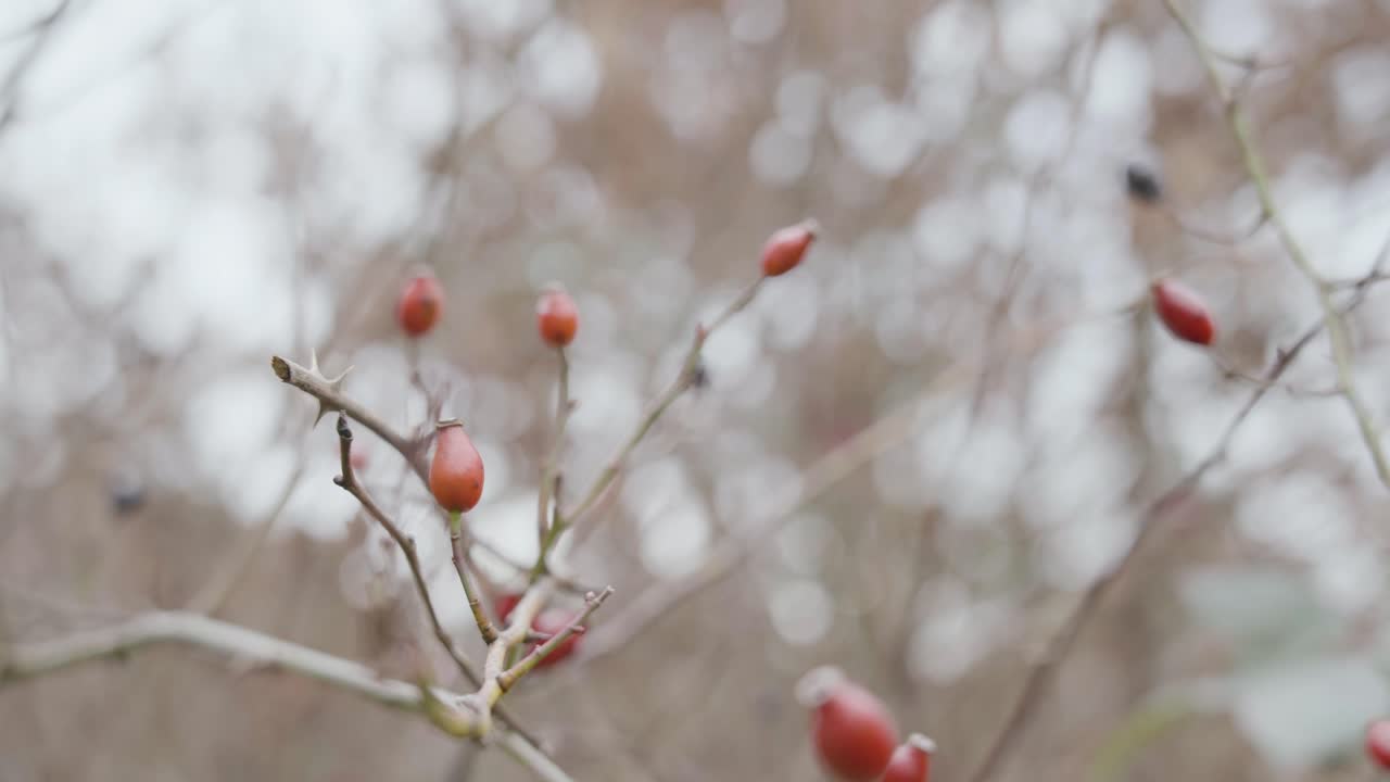 Close-up of rose hips (cynorrhodons) on delicate branches, featuring vivid red colors and intricate textures, symbolizing resilience and the cycle of life in nature.
