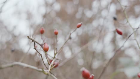 close-up of rose hips (cynorrhodons) on delicate branches, featuring vivid red colors and intricate textures, symbolizing resilience and the cycle of life in nature.