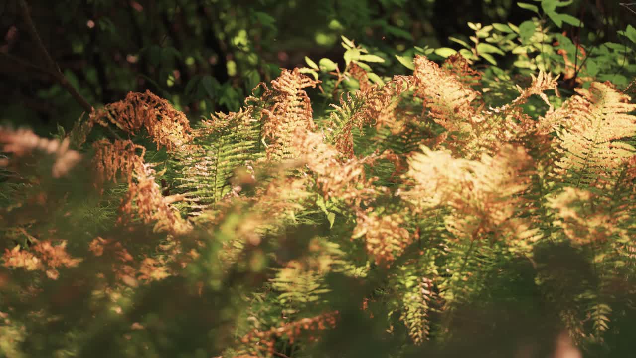 una maraña de helechos marchitos y verdes, iluminados por el sol bajo, en la maleza del bosque