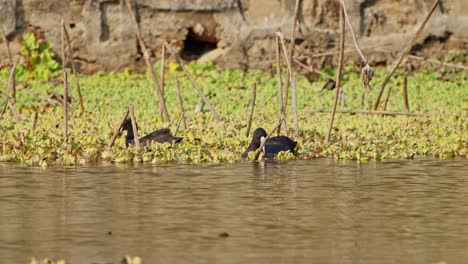 eurasian coot bathing in lake