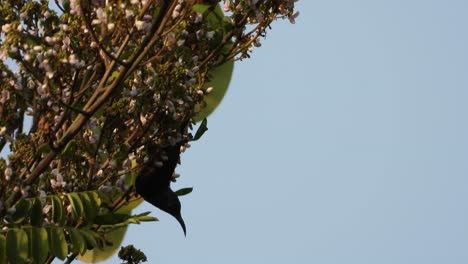 Colibrí-En-Flores-Buscando-Miel