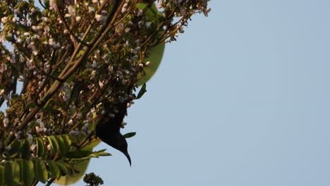 colibrí en flores buscando miel