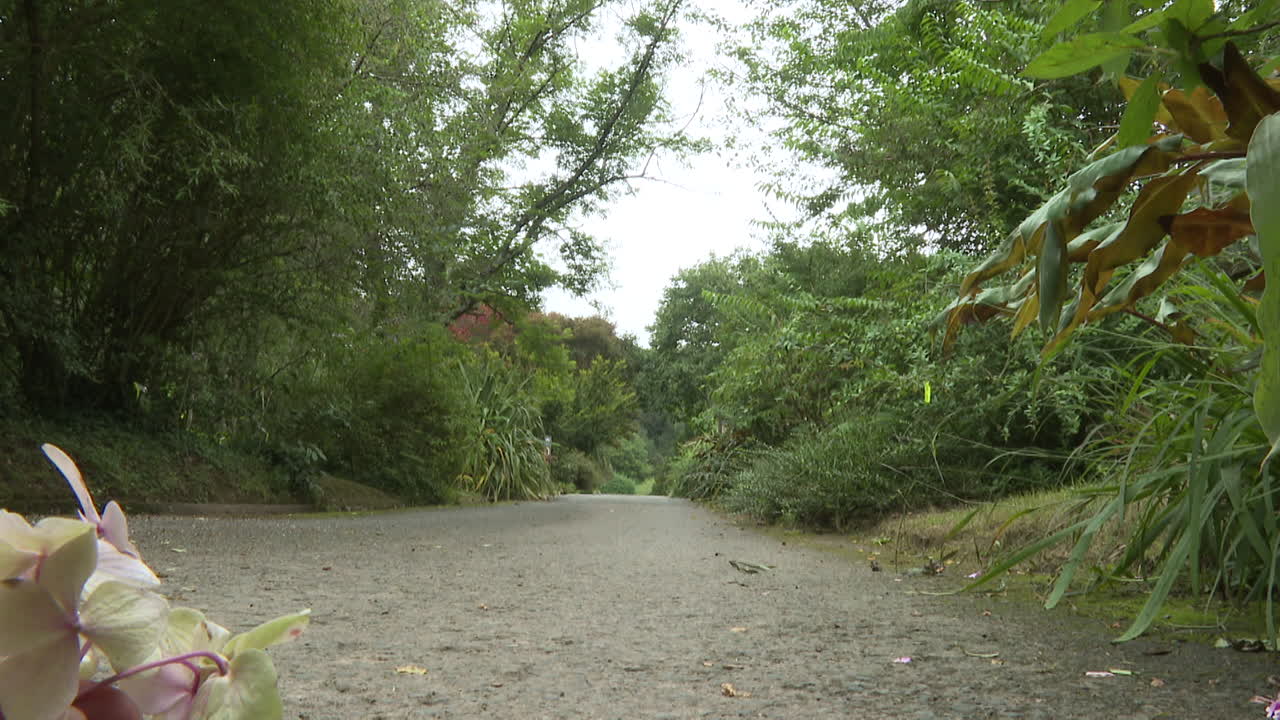 울창 한 초록색 이 있는 공원 길