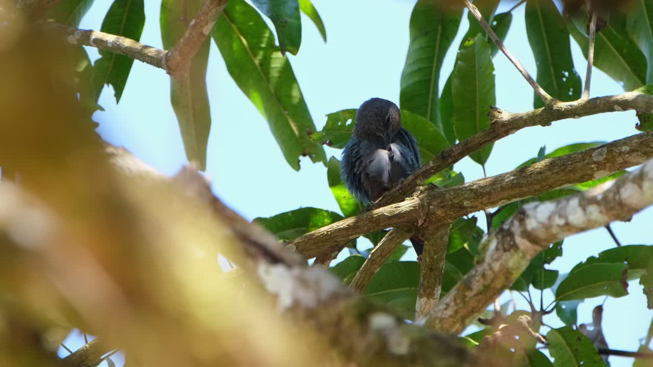 ocupado arreglando sus plumas, el tordo de roca azul monticola solitarius está encaramado en lo alto de un árbol dentro del parque nacional de khao yai, tailandia