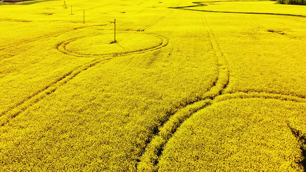 Rapeseed field in bloom with circular tractor paths, electric poles from above
