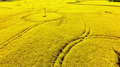 rapeseed field in bloom with circular tractor paths, electric poles from above
