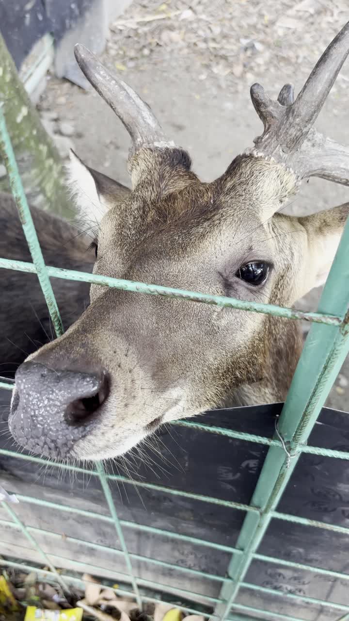 Ciervo curioso con astas mirando a través de una valla verde