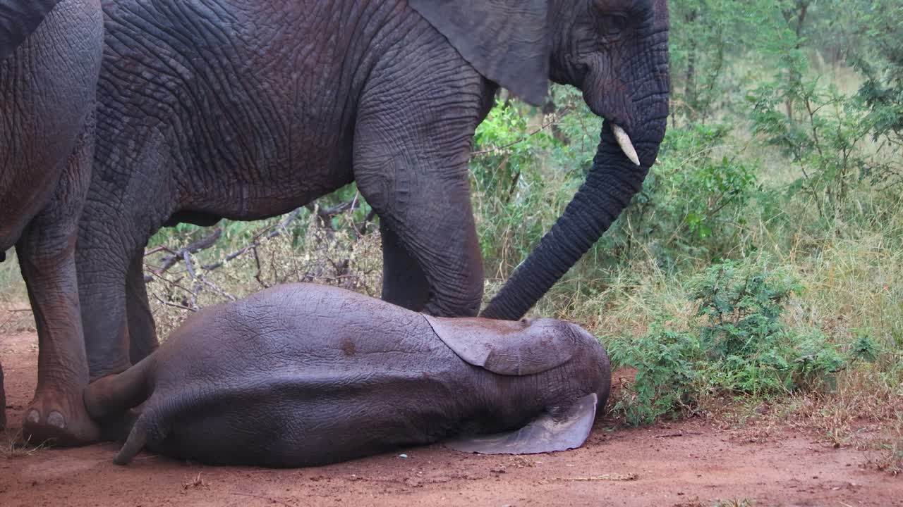 Baby African Elephant in the rain rolling in Red Sand While Elephant Herd Dusts Themselves in African Bush