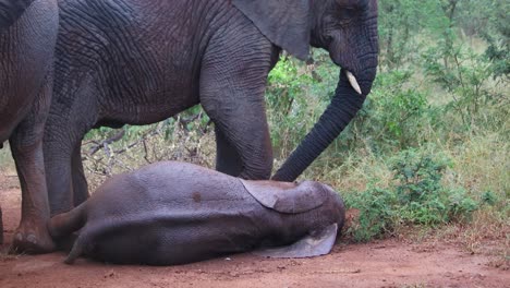 baby african elephant in the rain rolling in red sand while elephant herd dusts themselves in african bush