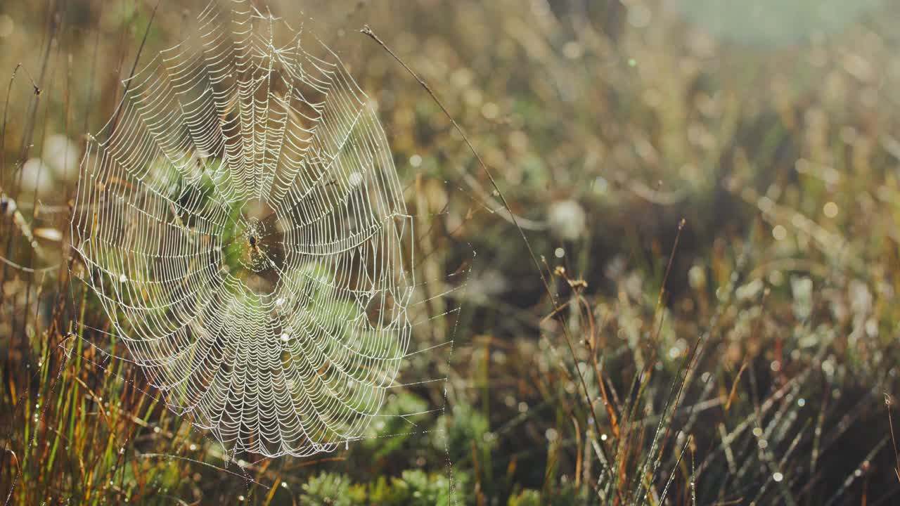 araña en una red en las praderas