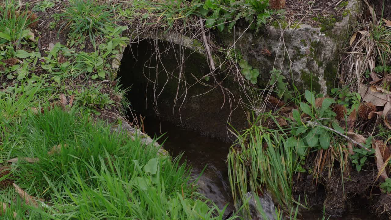 Drain Pipe Covered In Bright Green Vegetation Water Flowing Very Fast