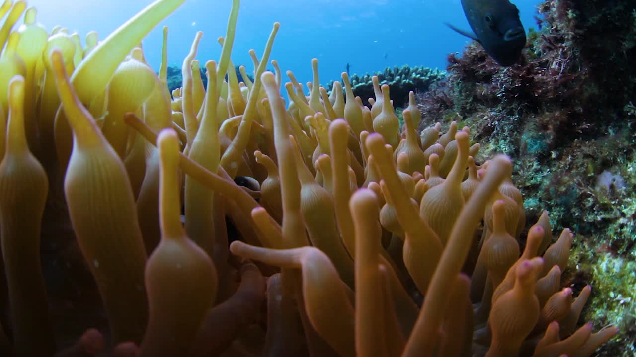 una anémona colorida en un arrecife tropical con peces nadando a su alrededor