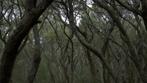 tilt down, forest of dense moonah trees