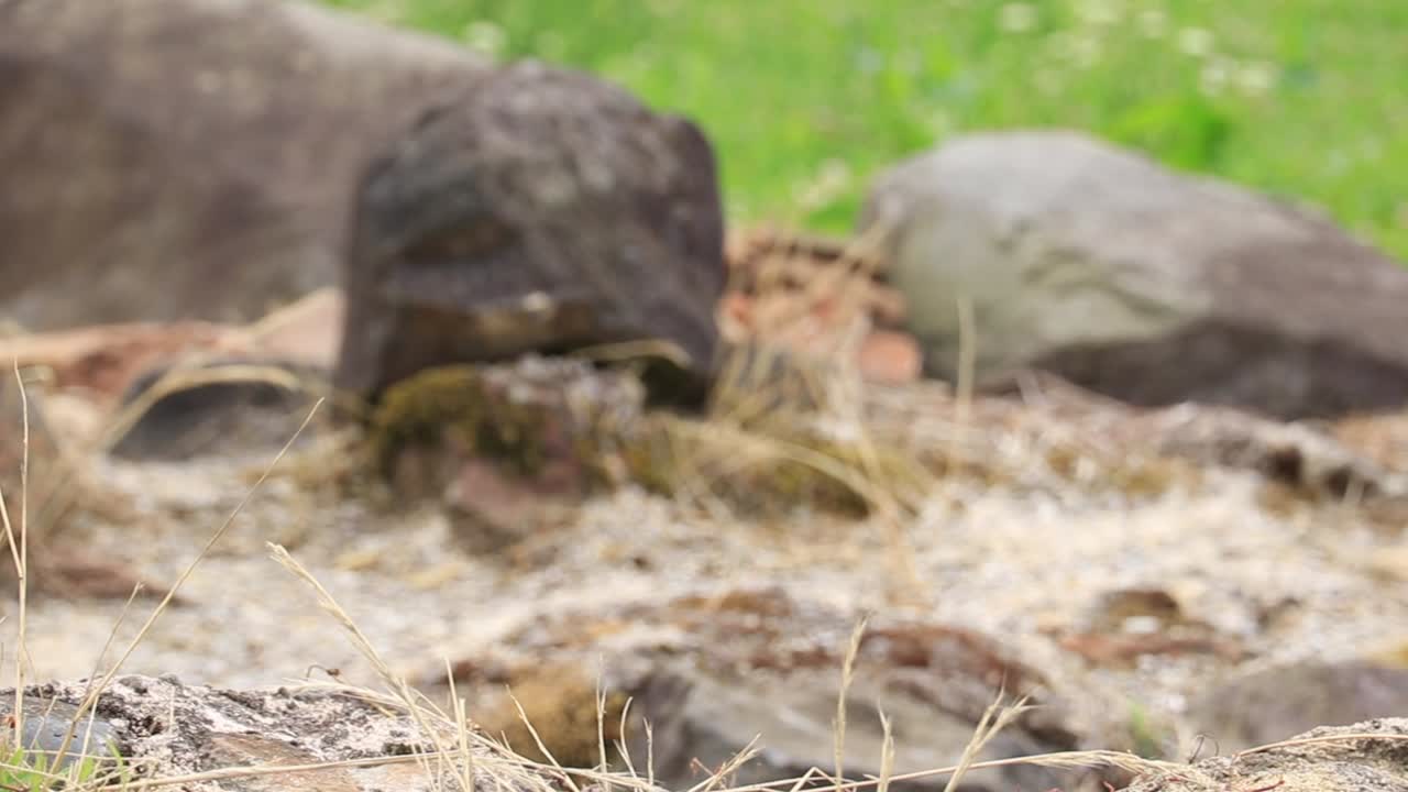 노란 잔디는 거칠고 바위가 많은 지형에서 자라며, 탄력적인 식물과 자연스러운 거친 아름다움의 개념을 강조합니다.